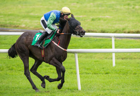 single race horse galloping on the race track