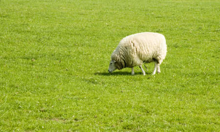 sheep on the farmの写真素材