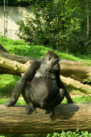 a gorilla sitting on a tree
