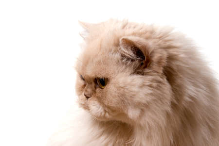 White cat, isolated on whiteの写真素材