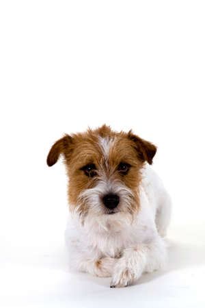 A dog, isolated on whiteの写真素材