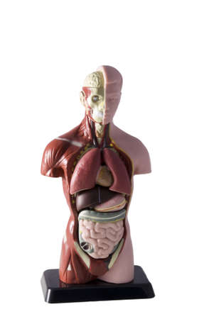 a human body on a white backgroundの写真素材