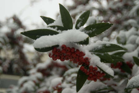 holly berry plant with snowの写真素材