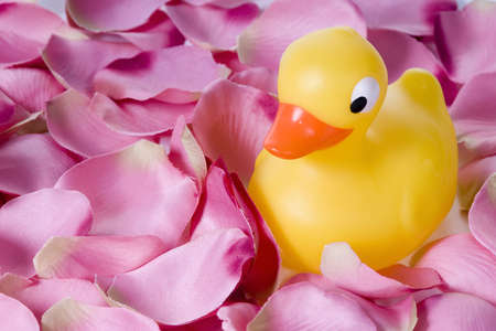 Yellow duck between rose-leavesの写真素材