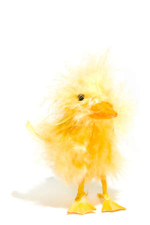 a adorable easter duckling, isolated on whiteの写真素材