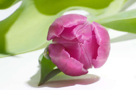 a beautiful pink tulipの写真素材