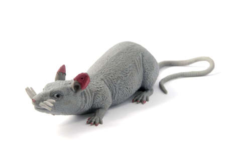 a dirty old rat, isolated on a white backgroundの写真素材