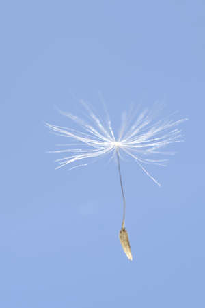 a dandelion seed flying in the airの写真素材