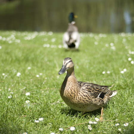 two ducks walking on grassの写真素材