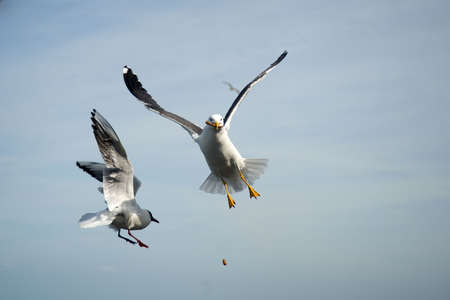 two seagulls catching bread の写真素材