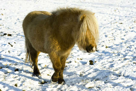 a shetland pony is walking in the snow on a sunny winterdayの写真素材