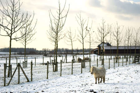 a shetland pony is walking in the snow on a sunny winterdayの写真素材