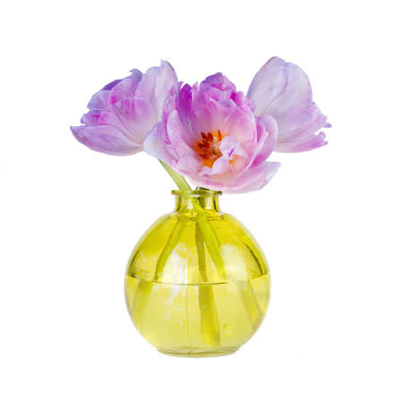 three beautiful colorful tulips in a yellow vaseの写真素材