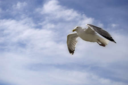 a seagull in a blue skyの写真素材