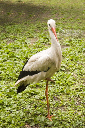 a stork, outside in the nature a stork, outside in the nature