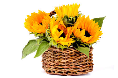 Four sunflowers in a basketの写真素材