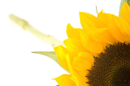 a sunflower on whiteの写真素材