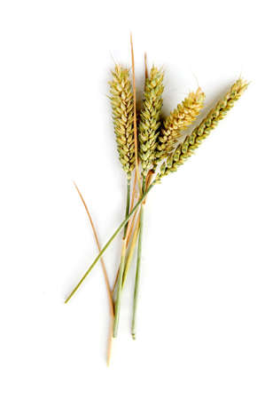 grain on a white backgroundの写真素材
