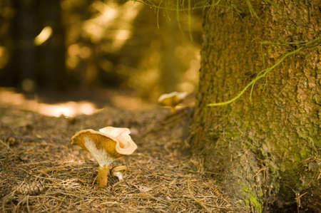 a mushroom in the fall, outside in the woodsの写真素材