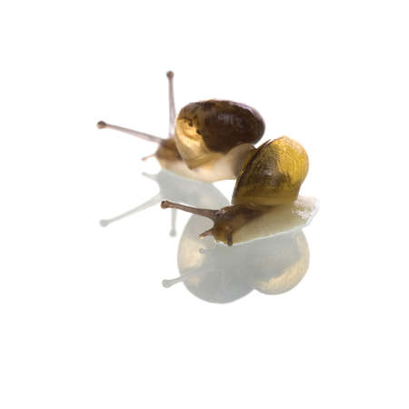 two little snails on whtie, one sharp and one unscharpの写真素材