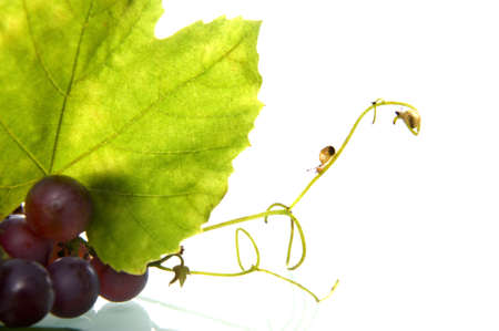 grapes with a leave and two little snailsの写真素材
