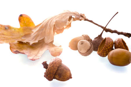 some acorns, a product of the autumnの写真素材