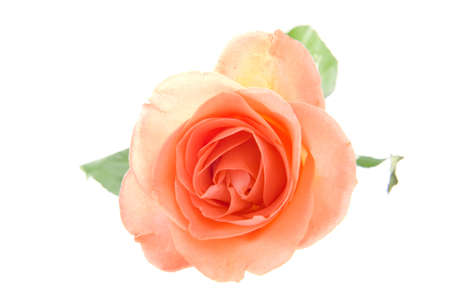 A beautiful rose on a white backgroundの写真素材