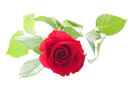 A beautiful red rose on a white backgroundの写真素材