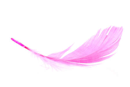 a pink feather on a white backgroundの写真素材