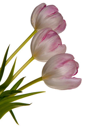 three tulips in a rowの写真素材