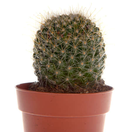closeup of a cactusの写真素材