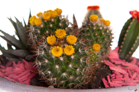 notocactus in a planterの写真素材