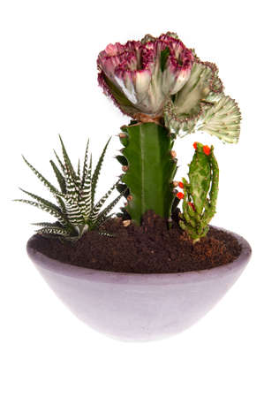 a planter with a xerophyteの写真素材