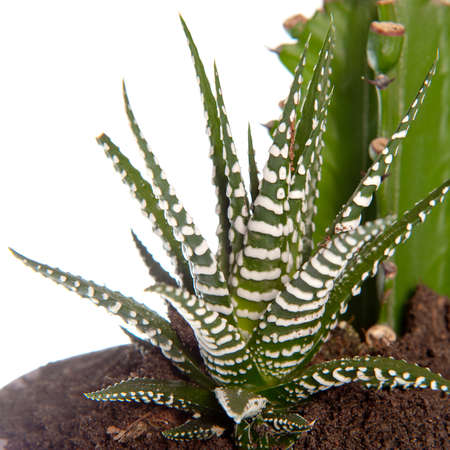 a xerophyte, called Zebra Fasciata Haworthia, a plant with stripes like a zebraの写真素材