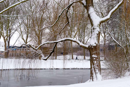 a tree at the shore of the pond in the parkの写真素材
