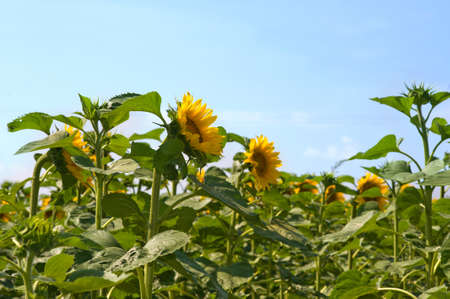 a field of sunflowers in Franceの写真素材