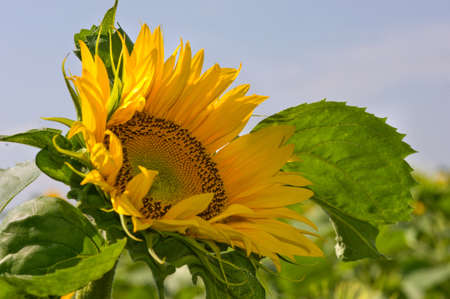 a field of sunflowers in Franceの写真素材