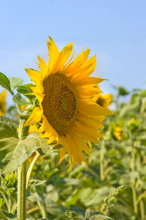 a field of sunflowers in Franceの写真素材
