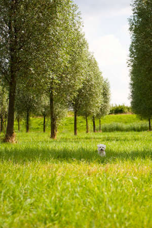 a maltese standing on grass, outsideの写真素材