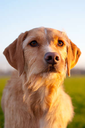 a portrait of a brown dog, outside in nature, on a sunny winterdayの写真素材