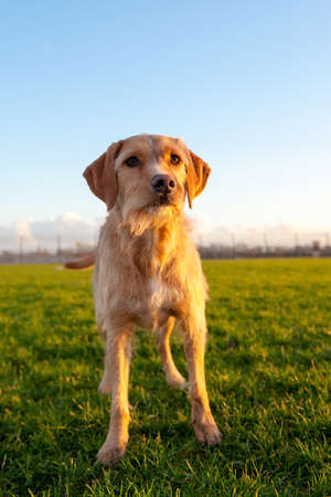 a brown dog, outside in nature, on a sunny winterdayの写真素材
