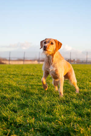 a brown dog, outside in nature, on a sunny winterdayの写真素材