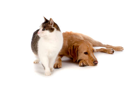 Best Friends, a cat and a dogの写真素材
