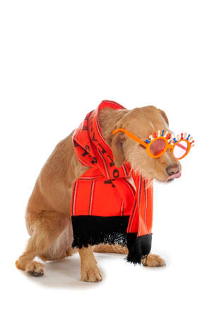a brown dog, ready to suppport the dutch soccerteam!の写真素材