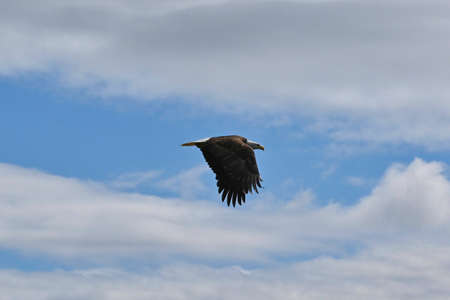 North American bald eagle in flight with blue sky.