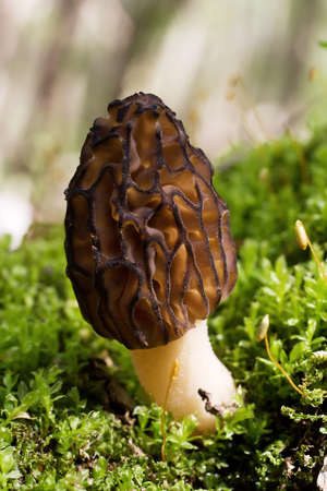 A black morel mushroom (Morchella) growing in moss.