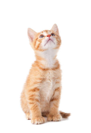 Curious orange kitten with large paws looking up on a white background の写真素材