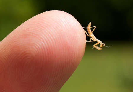 Newborn praying mantis nymph  Mantodea  at the tip of a finger の写真素材