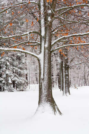 Snow Covered Oak Tree with Fall Leaves in Winter の写真素材