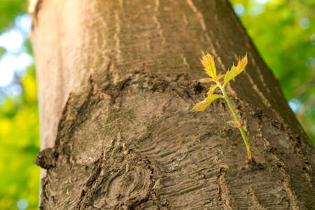 New Branch Growing on an Old Tree in Spring の写真素材